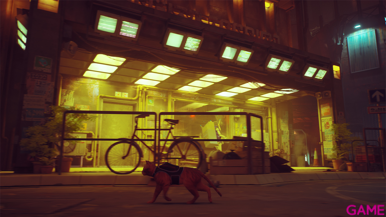 Stray-3